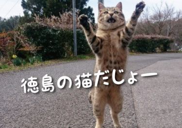 【2022年版】徳島県の猫スポット　１３選