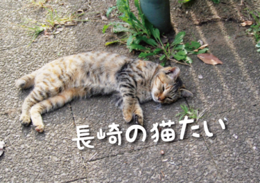 【2022年版】長崎県の猫スポット　１8選