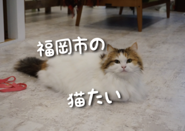 【2022年版】福岡市の猫スポット　１６選