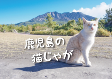【2023年版】鹿児島県の猫スポット　１７選