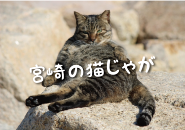 【2023年版】宮崎県の猫スポット　１３選