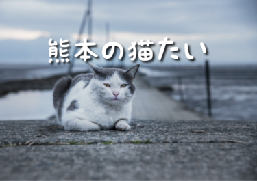 【2023年版】熊本県の猫スポット　１８選