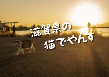 【2023年版】滋賀県の猫スポット　１４選