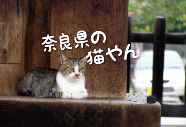 【2023年版】奈良県の猫スポット　２５選