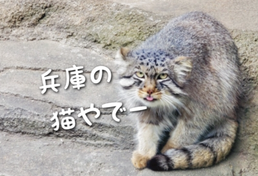 【2023年版】兵庫県の猫スポット　３４選